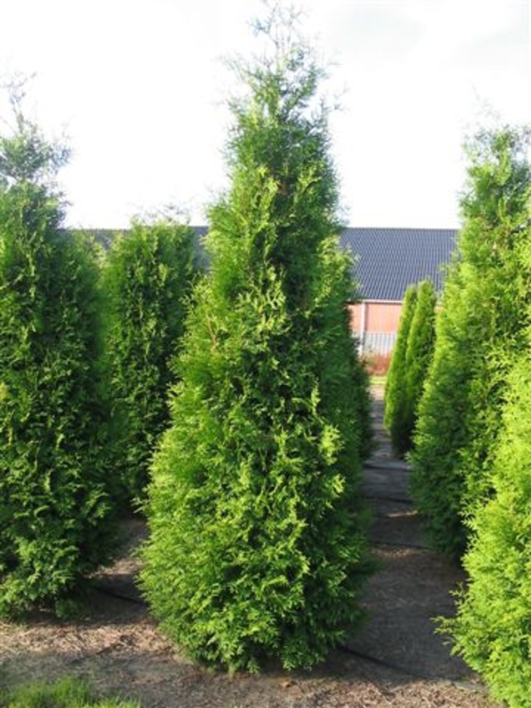 Туя западная Брабант (Thuja occidentalis 'Brabant')