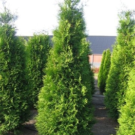 Туя западная Брабант (Thuja occidentalis 'Brabant')