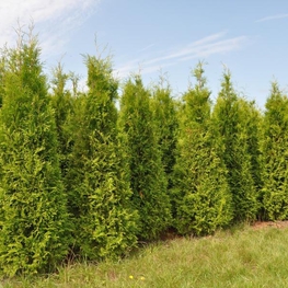 Туя западная Брабант (Thuja occidentalis 'Brabant')