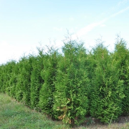 Туя западная Брабант (Thuja occidentalis 'Brabant')