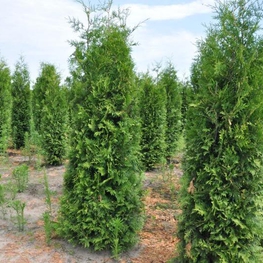 Туя западная Брабант (Thuja occidentalis 'Brabant')