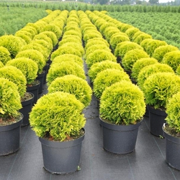 Туя западная Мириам (Thuja occidentalis 'Mirjam')