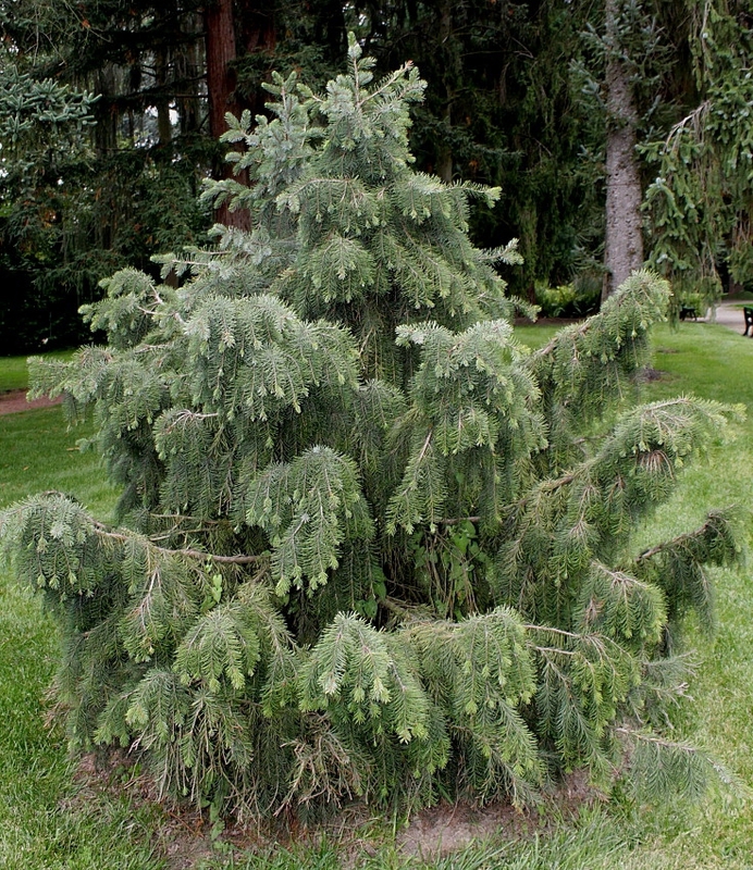 Ель Бревера (Picea breweriana)