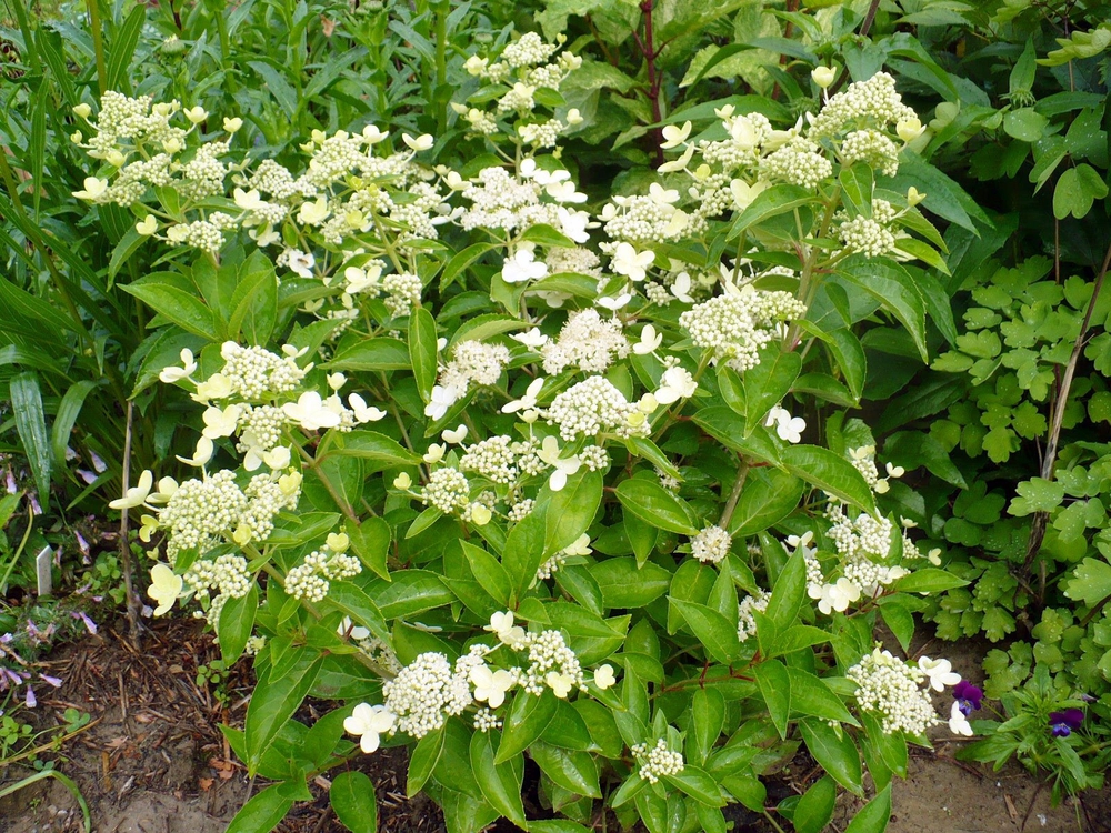 Гортензия метельчатая Прим Уайт (Hydrangea paniculata 'Prim White')