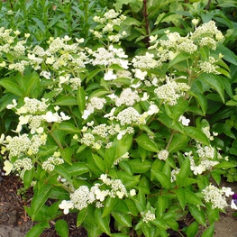 Гортензия метельчатая Прим Уайт (Hydrangea paniculata 'Prim White')