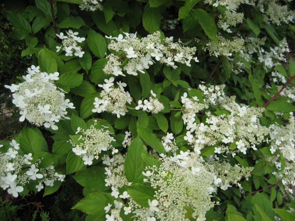 Гортензия метельчатая Прекокс (Hydrangea paniculata 'Praecox')