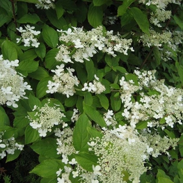 Гортензия метельчатая Прекокс (Hydrangea paniculata 'Praecox')