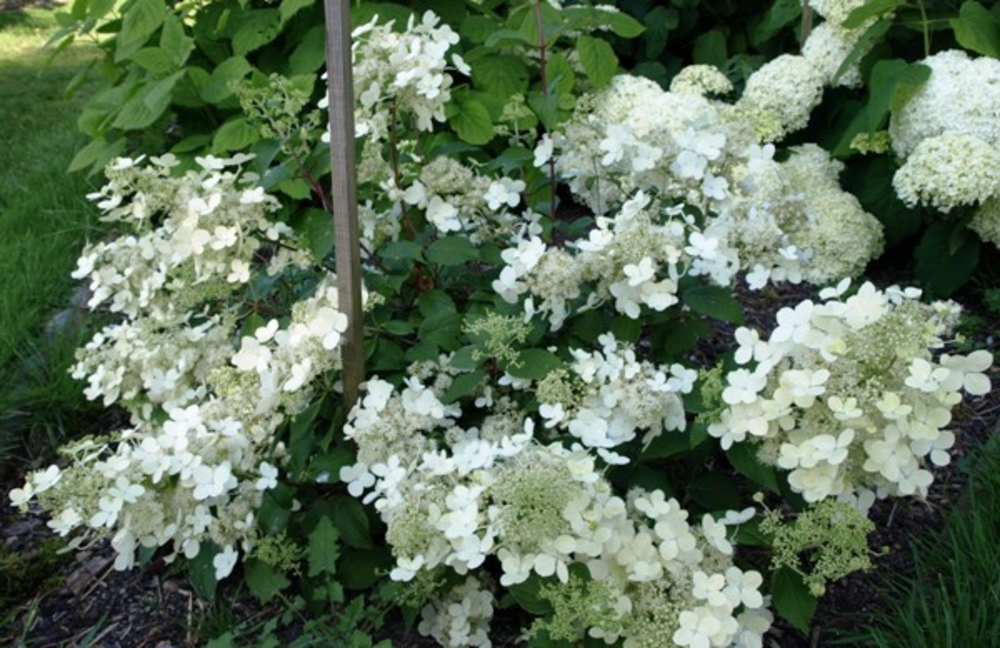 Гортензия метельчатая Брюссель Лейс (Hydrangea paniculata 'Brussels Lace')