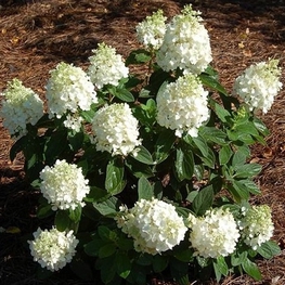 Гортензия метельчатая Бэби Лейс (Hydrangea paniculata 'Baby Lace')