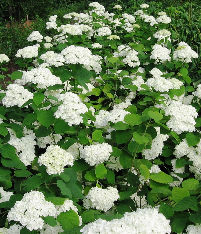 Гортензия древовидная Уайт Болл (Hydrangea arborescens 'White Ball')