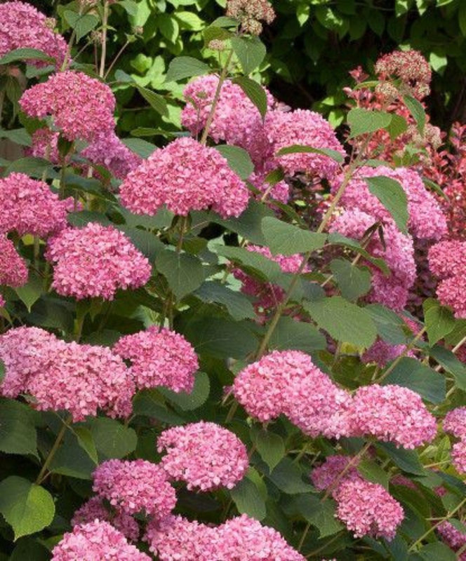Гортензия древовидная Пинк Перкашн (Hydrangea arborescens 'Pink Percussion')