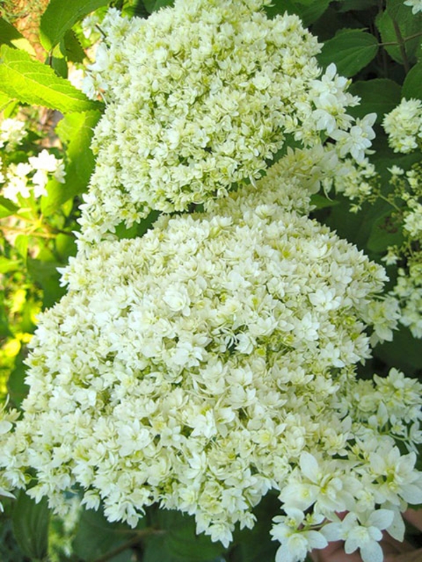 Гортензия древовидная Хейз Старбёрст (Hydrangea arborescens 'Hayes Starburst')