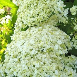Гортензия древовидная Хейз Старбёрст (Hydrangea arborescens 'Hayes Starburst')
