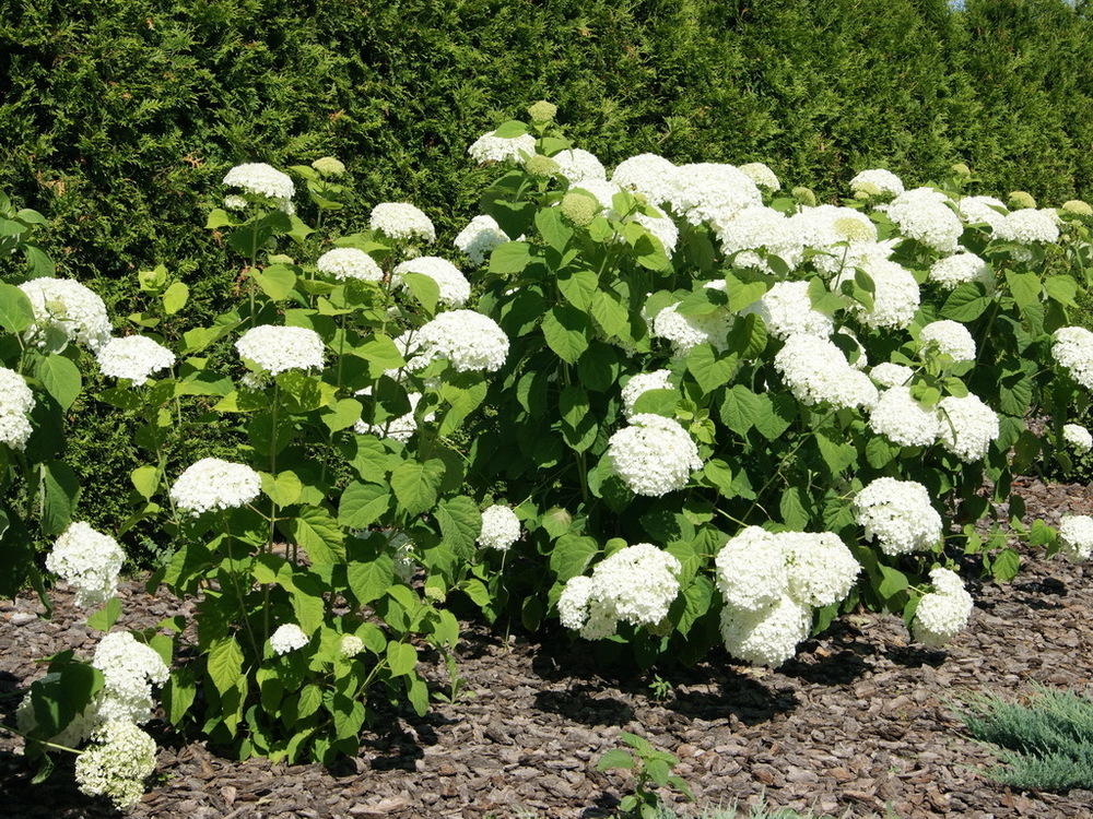 Гортензия древовидная Инвизибл (Hydrangea arborescens 'Invincibelle')