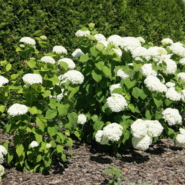 Гортензия древовидная Инвизибл (Hydrangea arborescens 'Invincibelle')