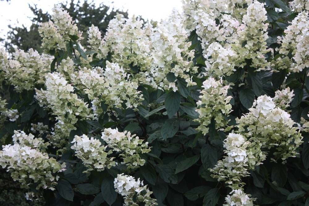 Гортензия метельчатая Флорибунда (Hydrangea paniculata 'Floribunda')