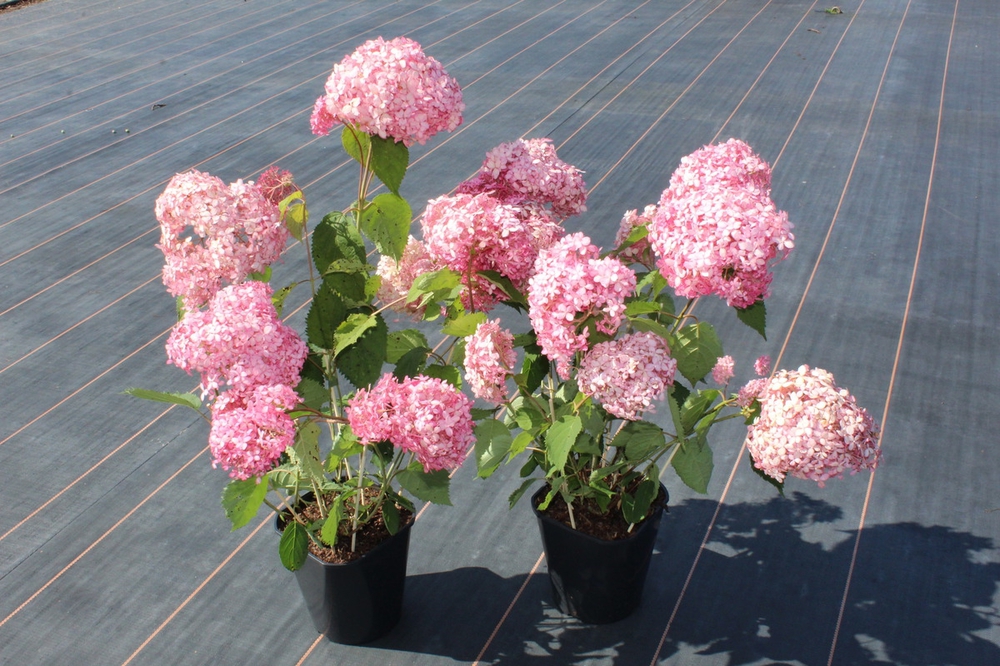 Гортензия древовидная Пинк Аннабель (Hydrangea arborescens 'Pink Annabelle')