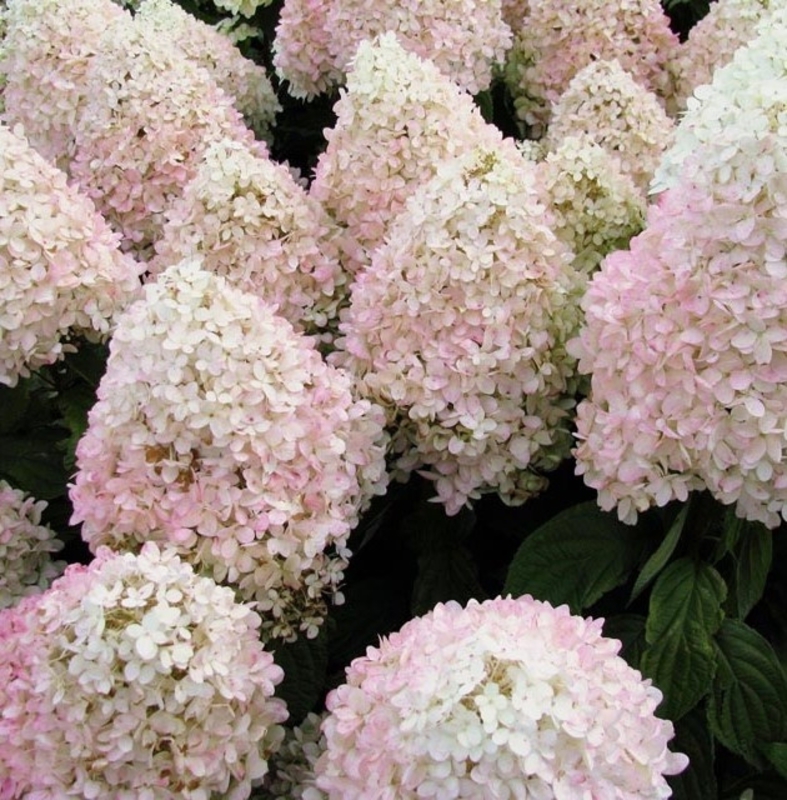 Гортензия метельчатая Мэджикал Свит Саммер (Hydrangea paniculata 'Magical Sweet Summer')