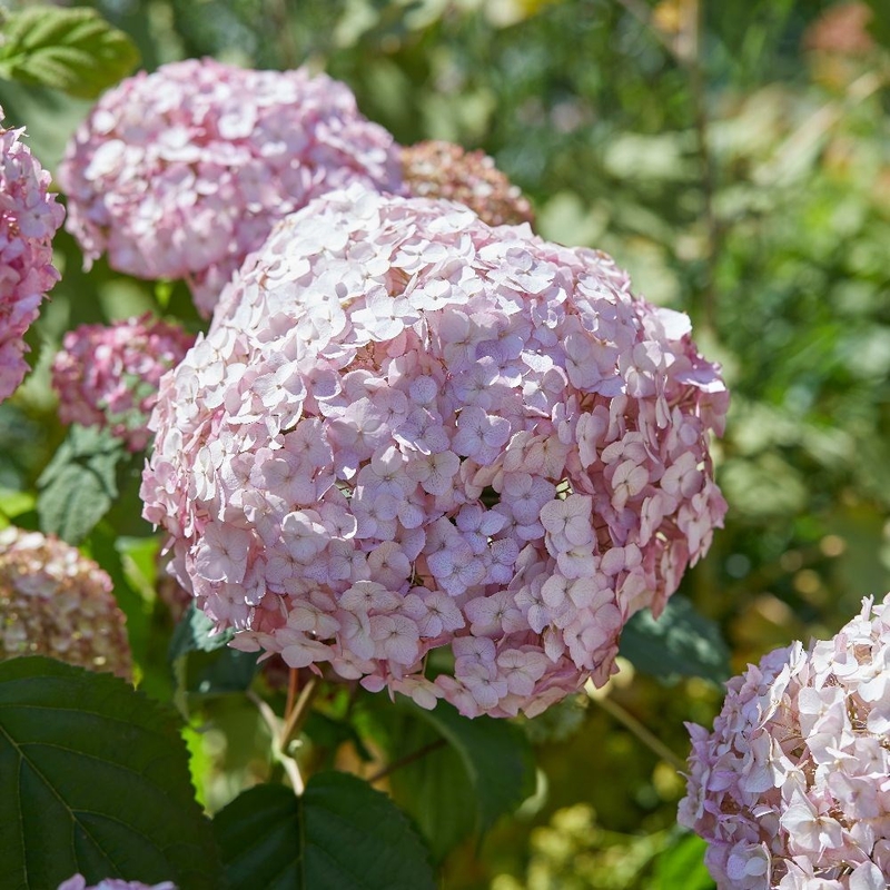 Гортензия древовидная Кэндибелль (Hydrangea arborescens 'Candybelle')