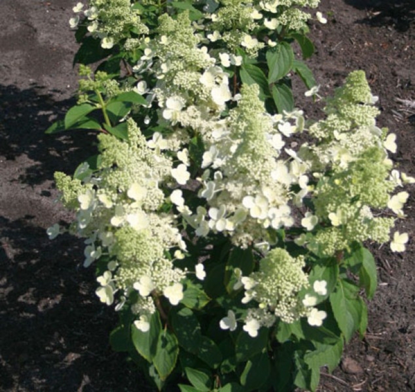 Гортензия метельчатая Мэджикал Гималая (Hydrangea paniculata 'Magical Himalaya')