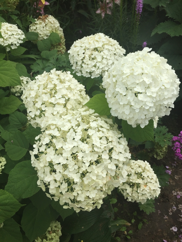 Гортензия древовидная Инкредибол (Hydrangea arborescens 'Incrediball')