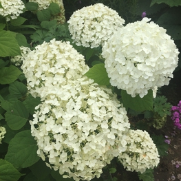 Гортензия древовидная Инкредибол (Hydrangea arborescens 'Incrediball')