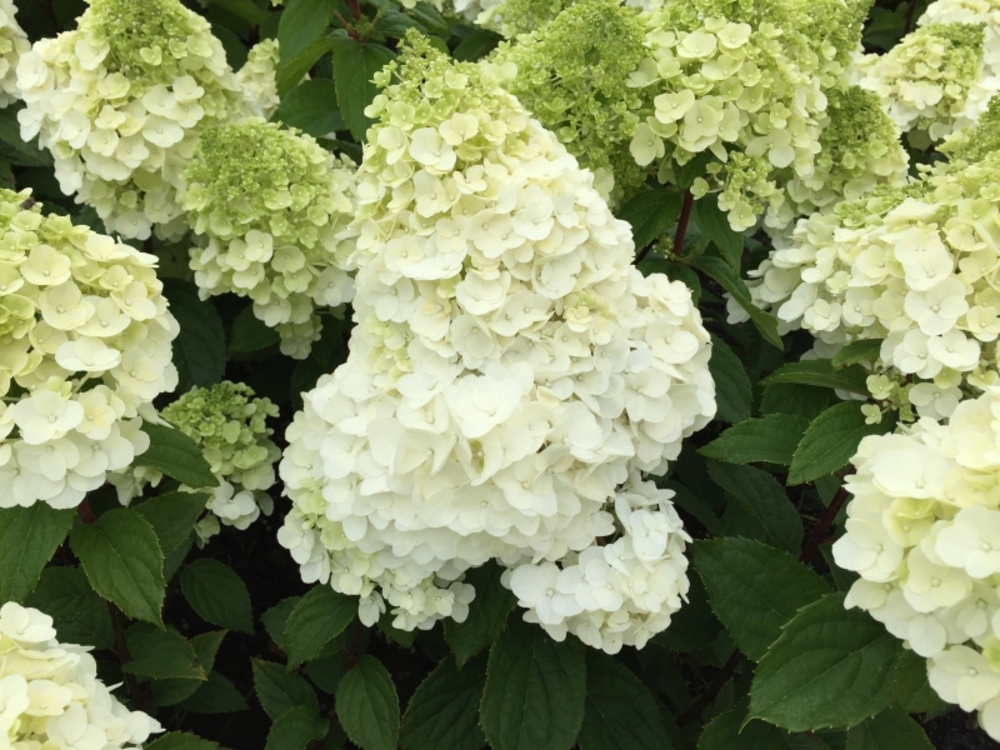 Гортензия метельчатая Мэджикал Монблан (Hydrangea paniculata 'Magical Mont Blanc')