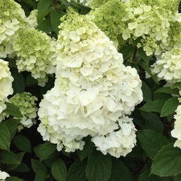 Гортензия метельчатая Мэджикал Монблан (Hydrangea paniculata 'Magical Mont Blanc')