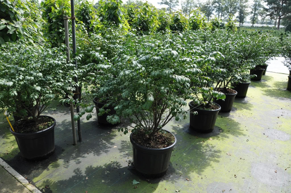 Бересклет крылатый Компактус (Euonymus alatus 'Compactus')