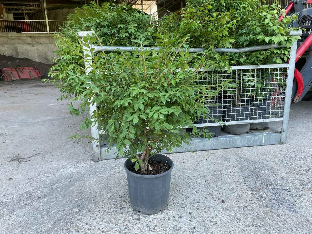 Бересклет крылатый (Euonymus alatus)