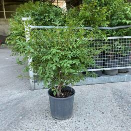 Бересклет крылатый (Euonymus alatus)