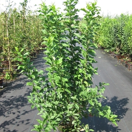 Бересклет европейский (Euonymus europaeus)