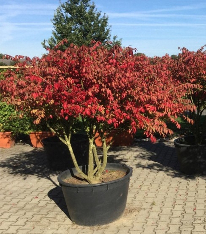Бересклет европейский Ред Каскад (Euonymus europaeus 'Red Cascade')