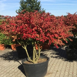 Бересклет европейский Ред Каскад (Euonymus europaeus 'Red Cascade')