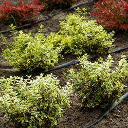 Бересклет Форчуна Эмеральд энд Голд (Euonymus fortunei 'Emerald 'n Gold')