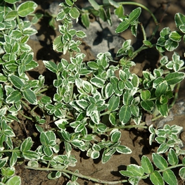 Бересклет Форчуна Эмеральд Гаити (Euonymus fortunei 'Emerald Gaiety')