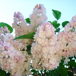 Сирень обыкновенная Красавица Москвы (Syringa vulgaris 'Krasavitsa Moskvy')