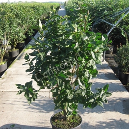 Сирень обыкновенная Красавица Москвы (Syringa vulgaris 'Krasavitsa Moskvy')