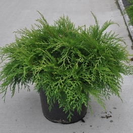 Микробиота перекрестнопарная (Microbiota decussata)