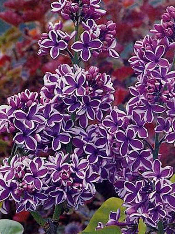 Сирень обыкновенная Сенсейшн (Syringa vulgaris 'Sensation')