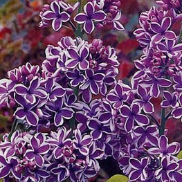 Сирень обыкновенная Сенсейшн (Syringa vulgaris 'Sensation')