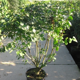 Сирень обыкновенная Сенсейшн (Syringa vulgaris 'Sensation')