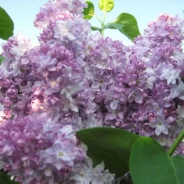 Сирень обыкновенная Оливье де Серр (Syringa vulgaris 'Olivier de Serres')