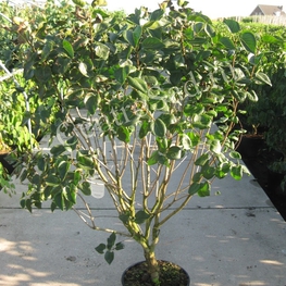 Сирень обыкновенная Мадам Лемуан (Syringa vulgaris 'Mme Lemoine')