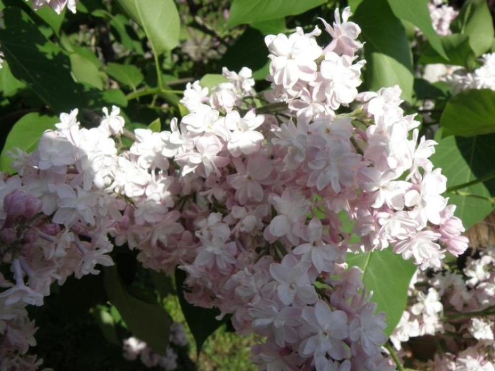 Сирень обыкновенная Мадам Антуан Бюхнер (Syringa vulgaris 'Mme Antoine Buchner')