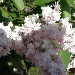 Сирень обыкновенная Мадам Антуан Бюхнер (Syringa vulgaris 'Mme Antoine Buchner')