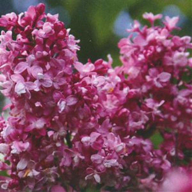 Сирень обыкновенная Изобилие (Syringa vulgaris 'Izobilie')