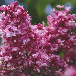 Сирень обыкновенная Изобилие (Syringa vulgaris 'Izobilie')