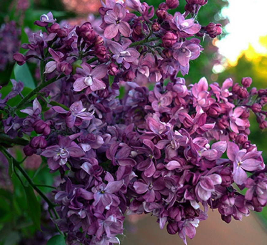 Сирень обыкновенная Утро России (Syringa vulgaris 'Utro Rossii')