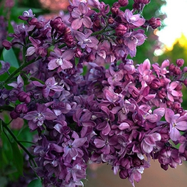 Сирень обыкновенная Утро России (Syringa vulgaris 'Utro Rossii')